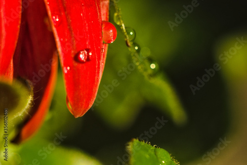 red flower with water drops