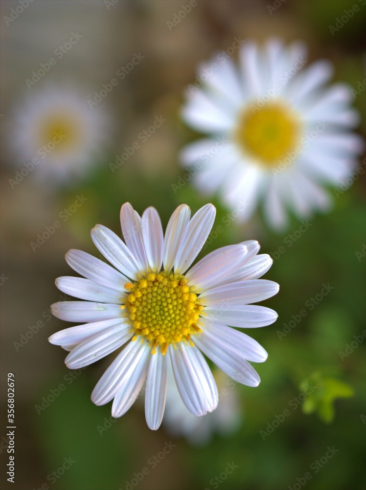 Fototapeta premium Closeup white petals common daisy flower plants in garden with soft focus and green leaf blurred background, macro image ,wallpaper ,for card design