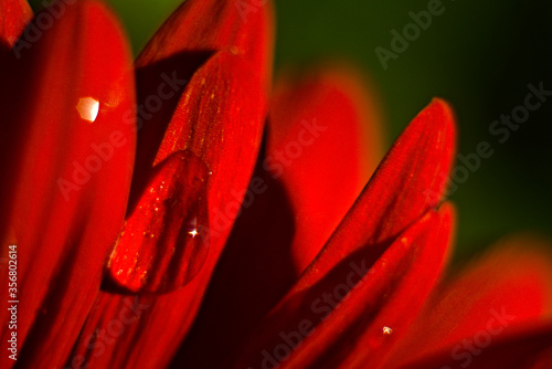 red flower closeup
