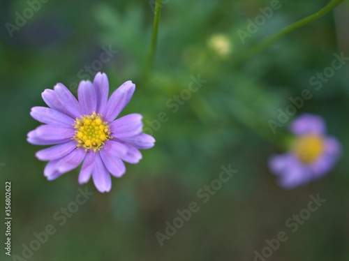 Closeup violet purple petals daisy flowers plants in the garden with green blurred background  macro image  soft focus  sweet color for card design