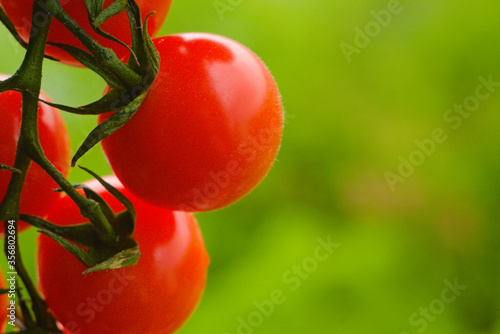 tomato on the vine