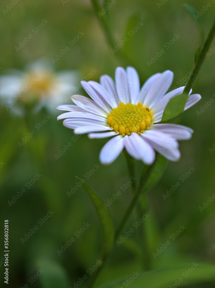 Closeup white petals common daisy flower plants in garden with soft focus and green leaf blurred background, macro image ,wallpaper ,for card design Closeup white petals common daisy flower plants in garden with soft focus and green leaf blurred background, macro image ,wallpaper ,for card design