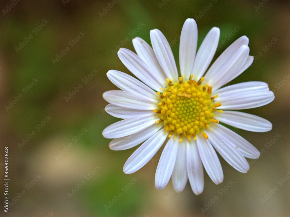 Closeup white common daisy flowers in the garden with blurred background, macro image Closeup white common daisy flowers in the garden with blurred background, macro image