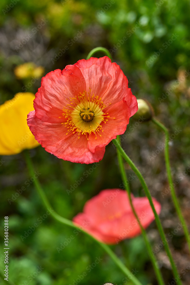 Red poppy on green weeds field. Close up poppy head. Red poppy. Papaver rhoeas