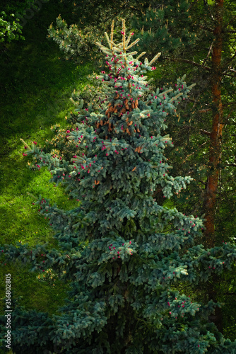 christmas tree in the woods