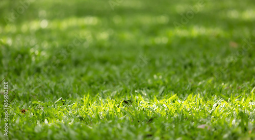 Wallpaper Mural Green lawn in the garden Torontodigital.ca