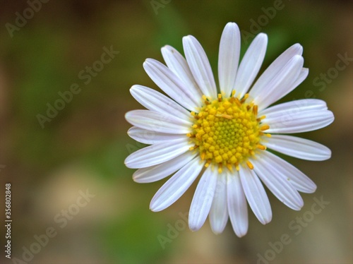 Closeup white common daisy flowers in the garden with blurred background  macro image