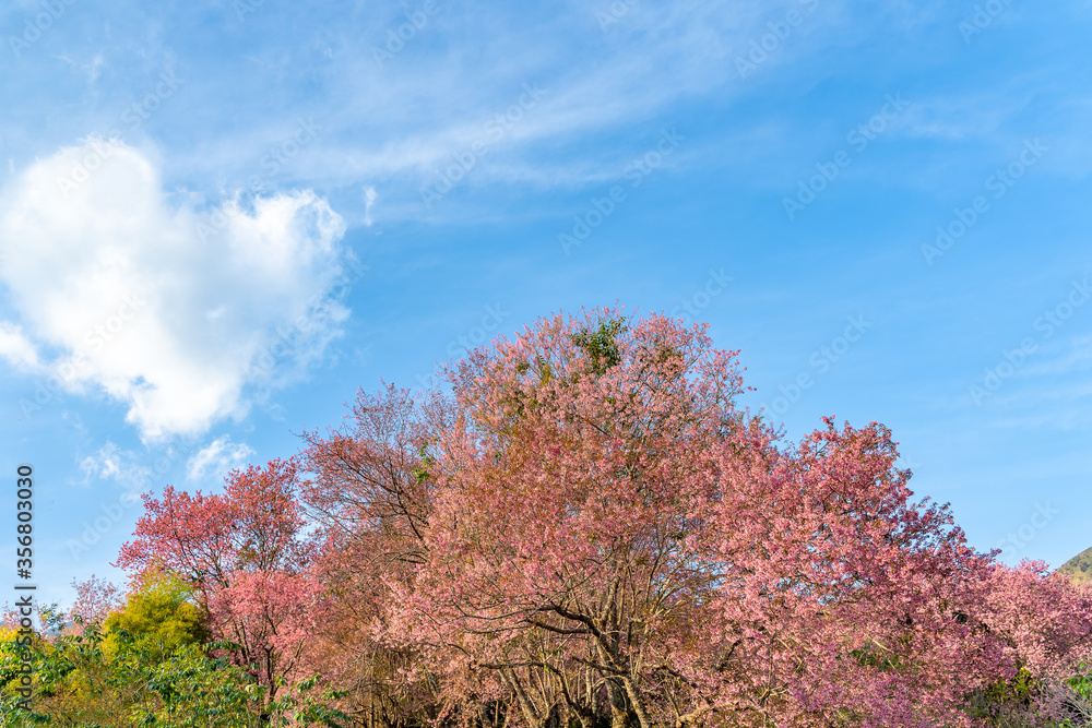 Heart white shape clouds in blue sky over pink cherry blossom tree, Valentine and love concept. Heart white shape clouds in blue sky over pink cherry blossom tree, Valentine and love concept.