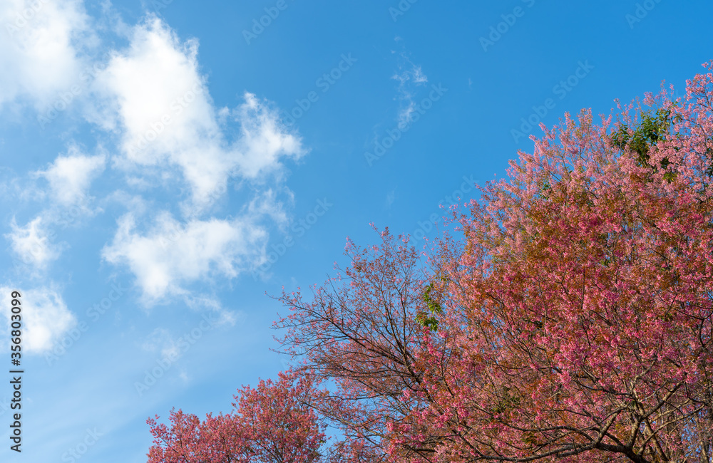 Moving clouds in blue sky over pink cherry blossom tree, Chiang Mai, Thailand.