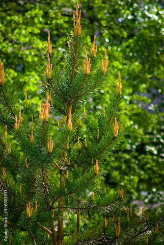 green pine needles