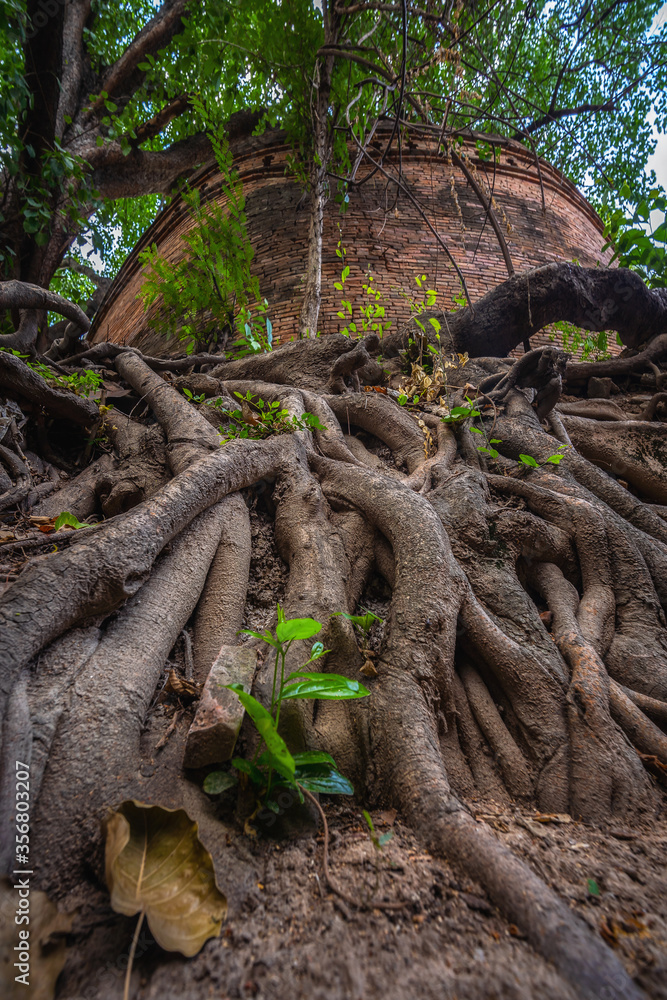 Naklejka premium Ancient brick wall also known as Fort of Haiya or Thipanaet and big Bodhi trees in Chiang Mai city, Northern Thailand.
