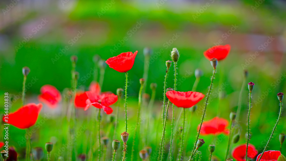 Obraz premium corn poppy flower,in the garden