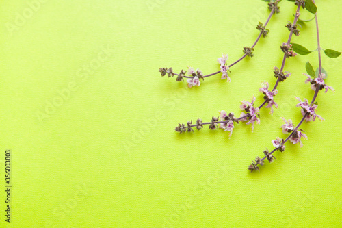 Green background with flowers