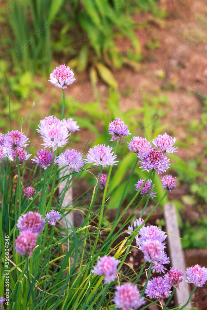 tall chive herb flowers growing in the garden, vertical. tall chive herb flowers growing in the garden, vertical.