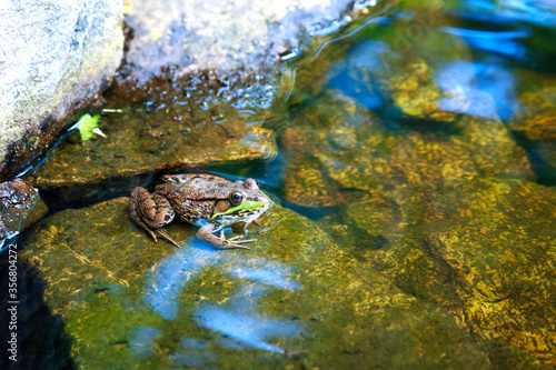 green frog resting on the edge of the pond water on a sunny day
