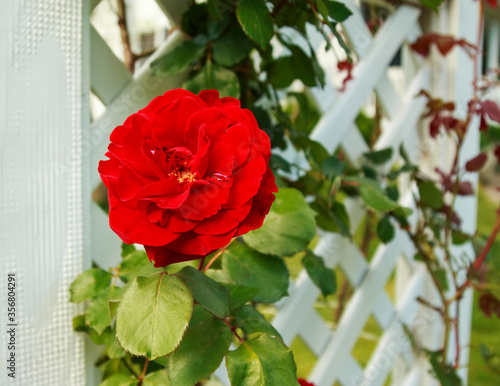 don juan red climbing rose on garden trellis on a sunny day photo