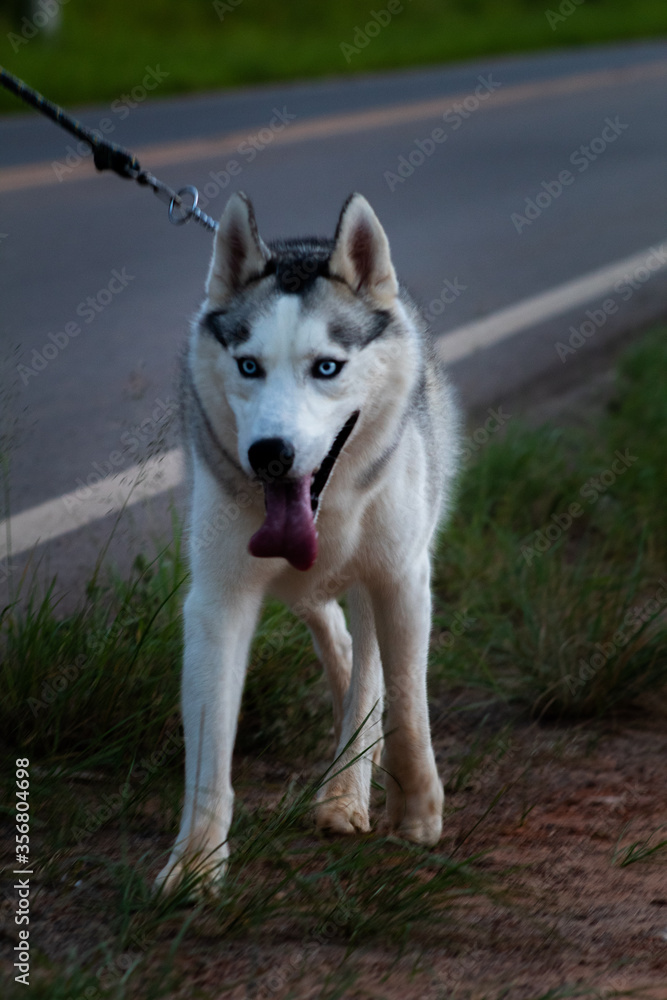 siberian husky dog