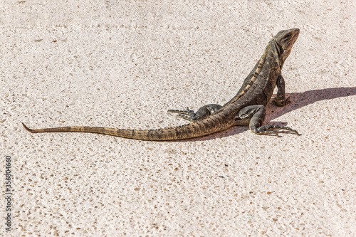 lizard on the sidewalk