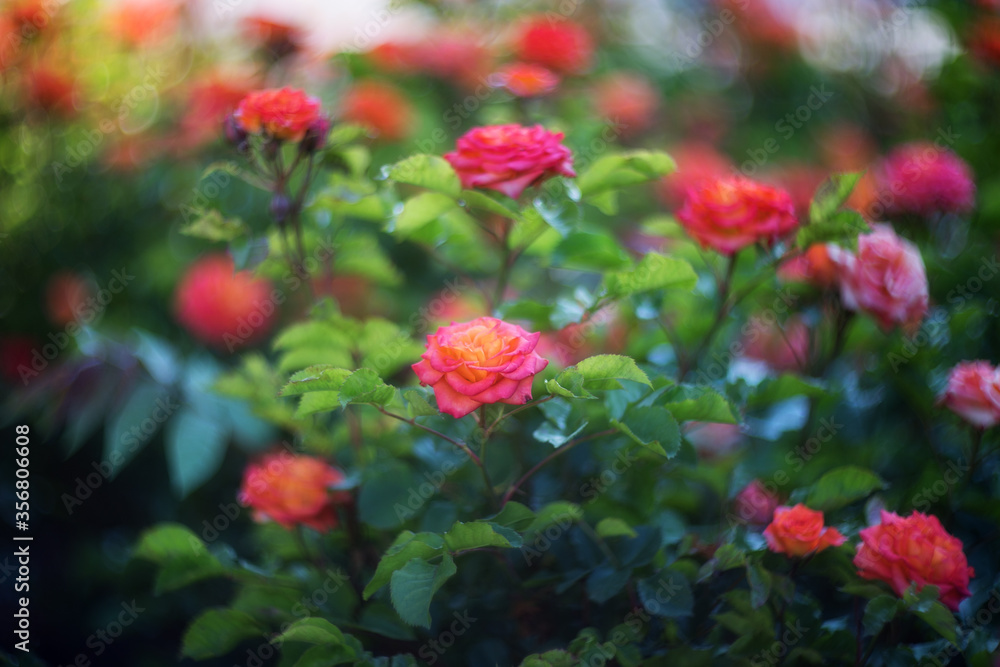 Obraz premium Beautiful rose pink in the sunlight. Selective and soft focus. Rose close-up with a copy of the space. Beautiful spot, bokeh.