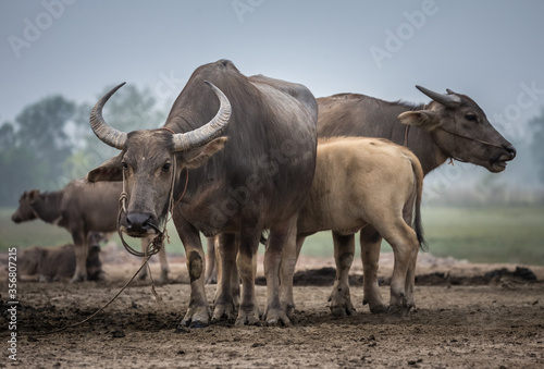 herd of buffalo in the field