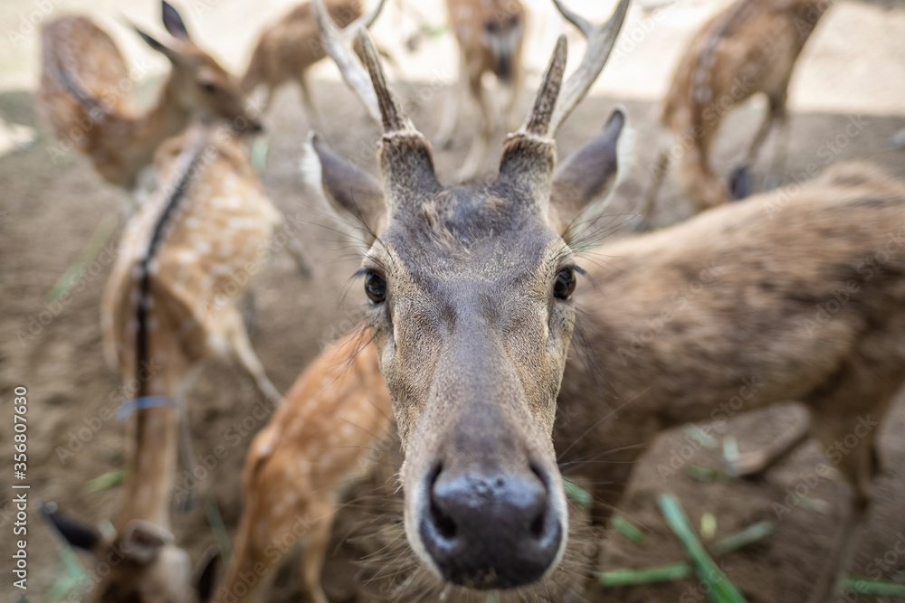 deer in the wild deer in the wild