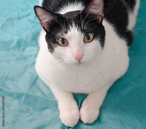 white cat with yellow eyes