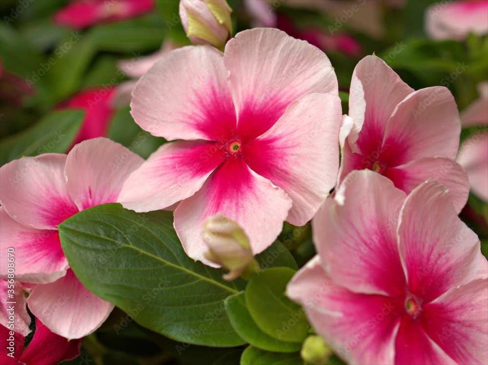 Closeup white -pink periwinkle (madagascar) flowers in garden with soft focus and blurred background ,sweet color for card design ,macro image ,wallpaper