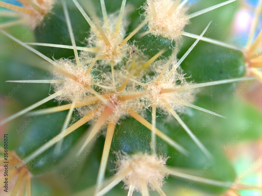 Closeup green leaf of succulent Jelly bean plant, sedum rubrotinctum , stonecrop ,cactus desert plants with bright blurred background ,macro image, sweet color for card design Closeup green leaf of succulent Jelly bean plant, sedum rubrotinctum , stonecrop ,cactus desert plants with bright blurred background ,macro image, sweet color for card design