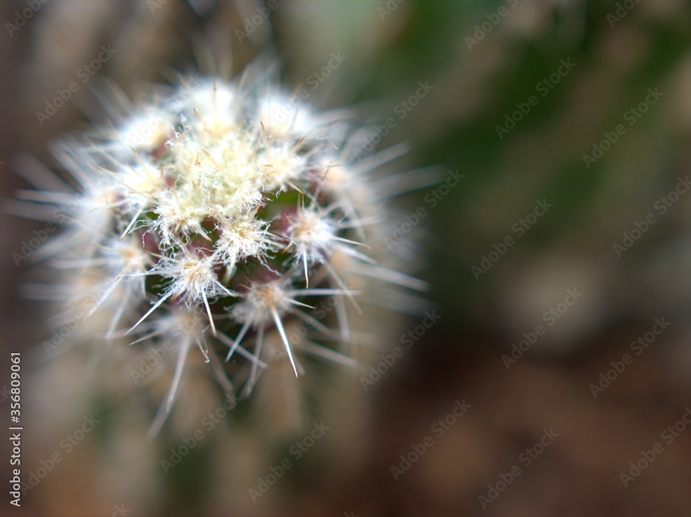 Closeup macro cactus of Mammillaria bombycina desert plant with soft focus and bright green blurred background