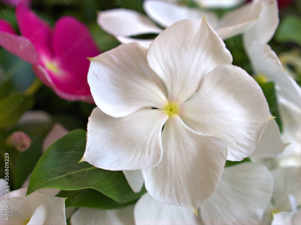 Closeup white -pink petals periwinkle (madagascar) flowers plants  in garden with soft focus and blurred background ,sweet color for card design ,macro image ,wallpaper