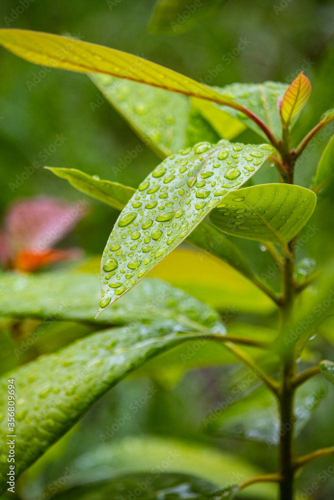 green leaves with water drops green leaves with water drops