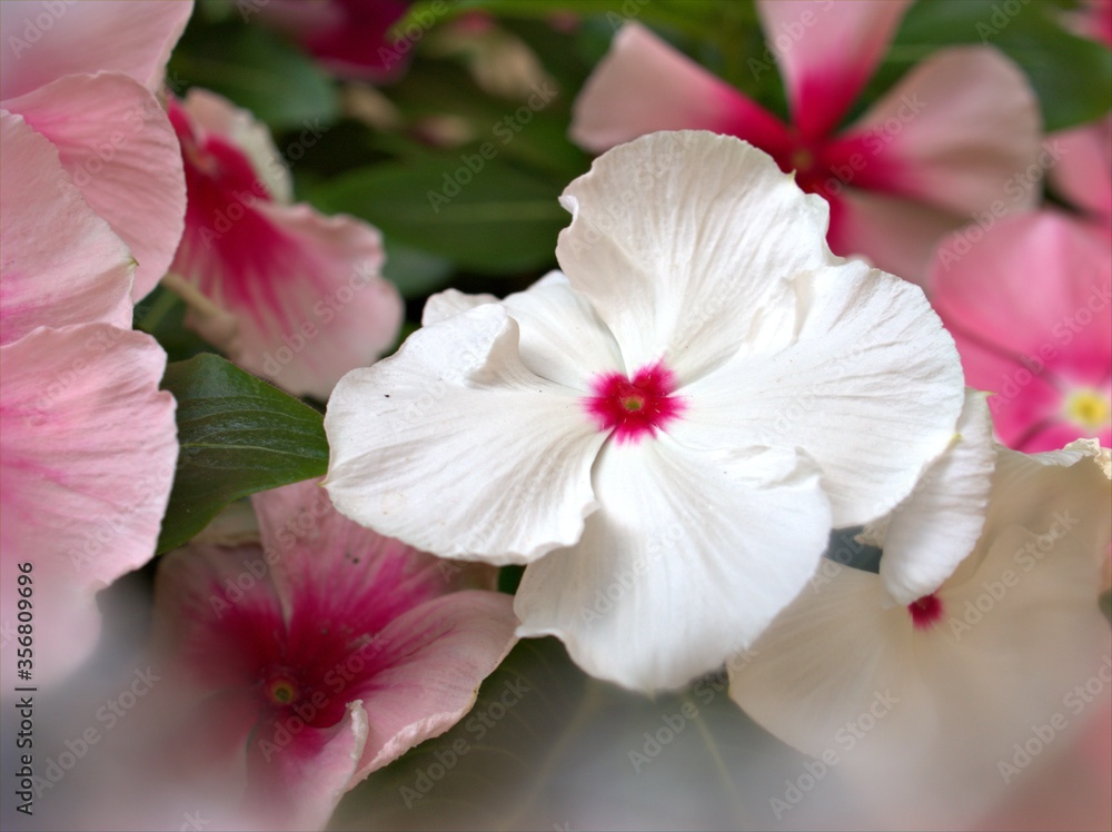 Obraz premium Closeup white -pink petals periwinkle (madagascar) flowers plants in garden with soft focus and blurred background ,sweet color for card design ,macro image ,wallpaper