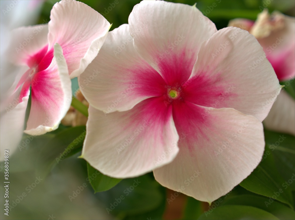 Closeup white -pink periwinkle (madagascar) flowers in garden with soft focus and blurred background ,sweet color ,macro image ,wallpaper Closeup white -pink periwinkle (madagascar) flowers in garden with soft focus and blurred background ,sweet color ,macro image ,wallpaper