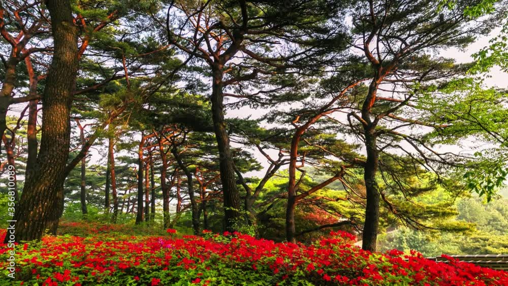 Time Lapse of Park Red Flower in the forest Namhansanseong South Korea Time Lapse of Park Red Flower in the forest Namhansanseong South Korea