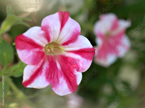 Closeup white -pink petunia flowers plants in garden with soft focus and blurred background ,sweet color for card design ,macro image ,wallpaper