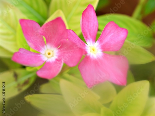 Closeup white -pink petals periwinkle  madagascar  flowers plants in garden with soft focus and blurred background  sweet color for card design  macro image  wallpaper