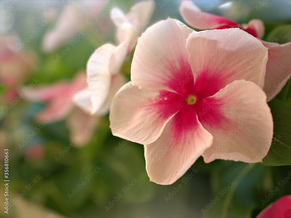Closeup white -pink petals periwinkle (madagascar) flowers plants in garden with soft focus and blurred background ,sweet color for card design ,macro image ,wallpaper Closeup white -pink petals periwinkle (madagascar) flowers plants in garden with soft focus and blurred background ,sweet color for card design ,macro image ,wallpaper