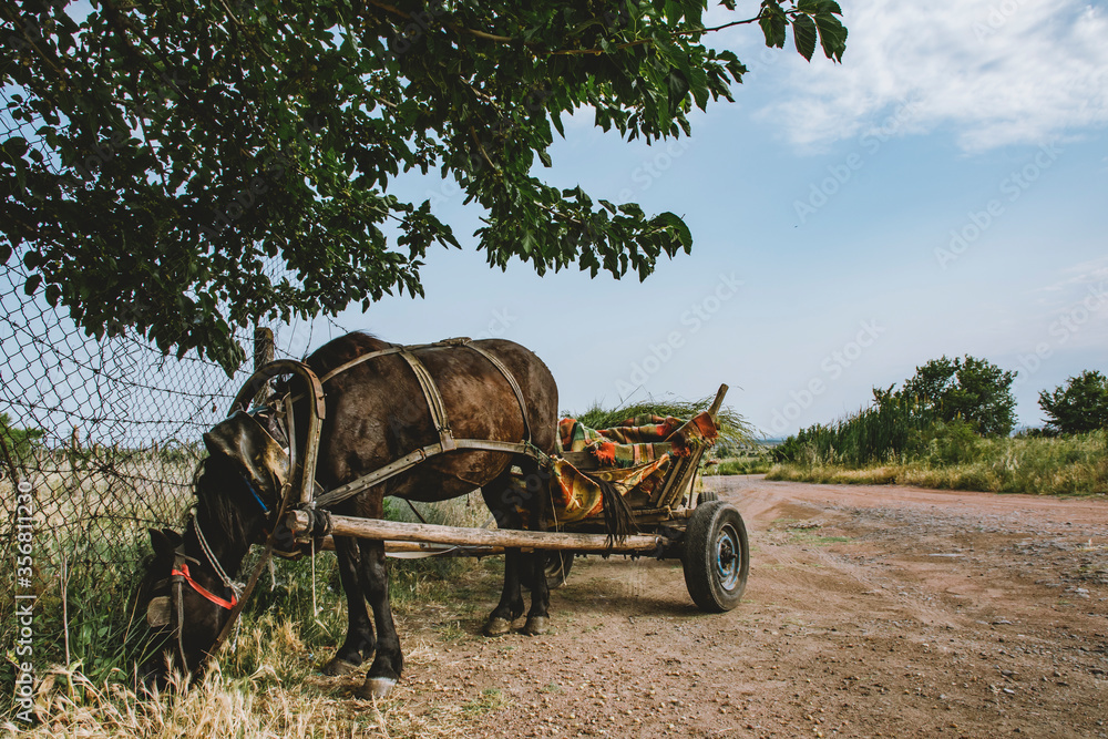 Obraz premium A horse eating grass while connected to an old wooden horse wagon in a small village in Bulgaria.