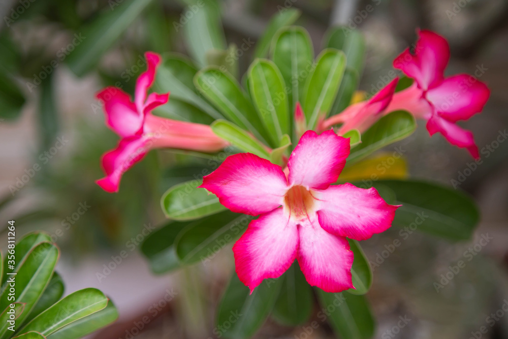 Bright red azalea flowers planted. Bright red azalea flowers planted.