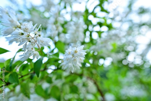 山で見つけたひっそりと咲く満開のウツギの花