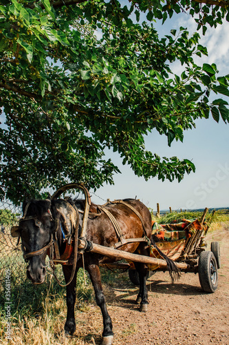 A horse eating grass while connected to an old wooden horse wagon in a small village in Bulgaria.