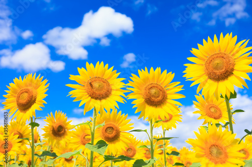 field of sunflowers against blue sky