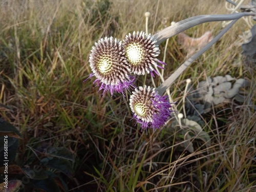 Chresta sphaerocephala photo