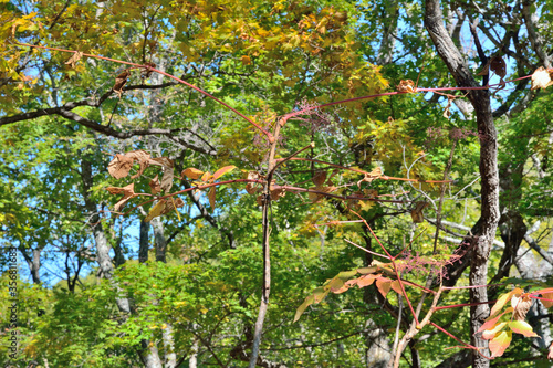 Medicinal plant aralia (Aralia elata) 16