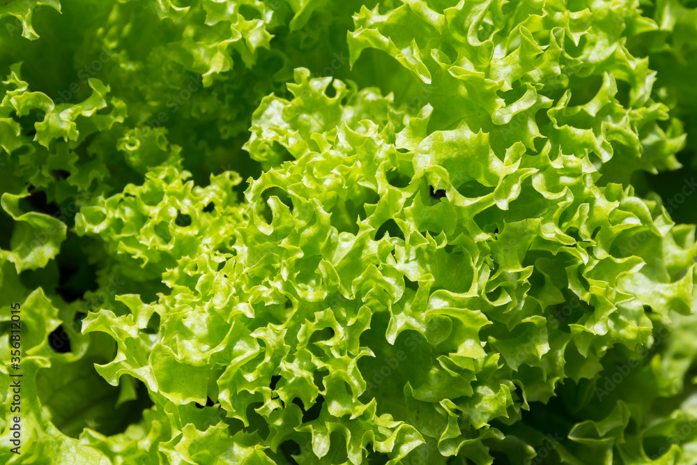 Green organic lettuce leaves in a vegetable garden Green organic lettuce leaves in a vegetable garden