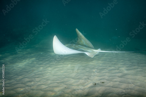 An eagle ray 'flying' under the water.