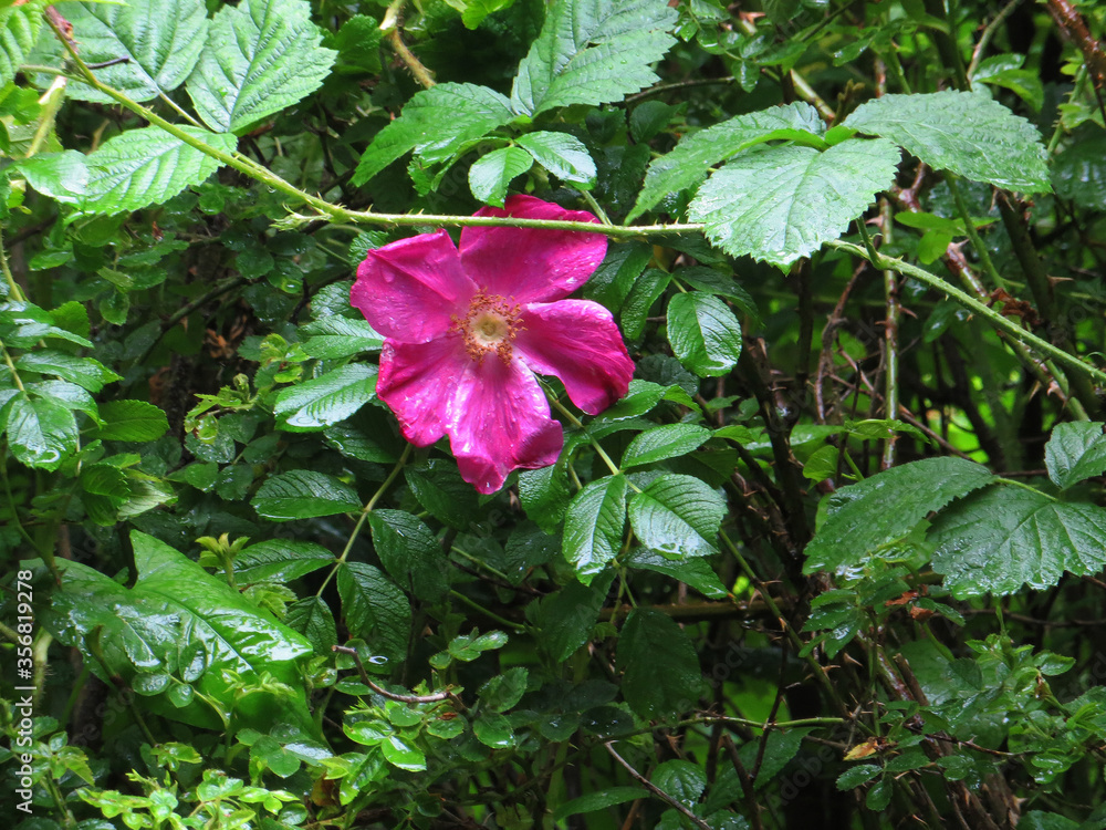 bright pink rosehip flower among wet greens in the rain bright pink rosehip flower among wet greens in the rain