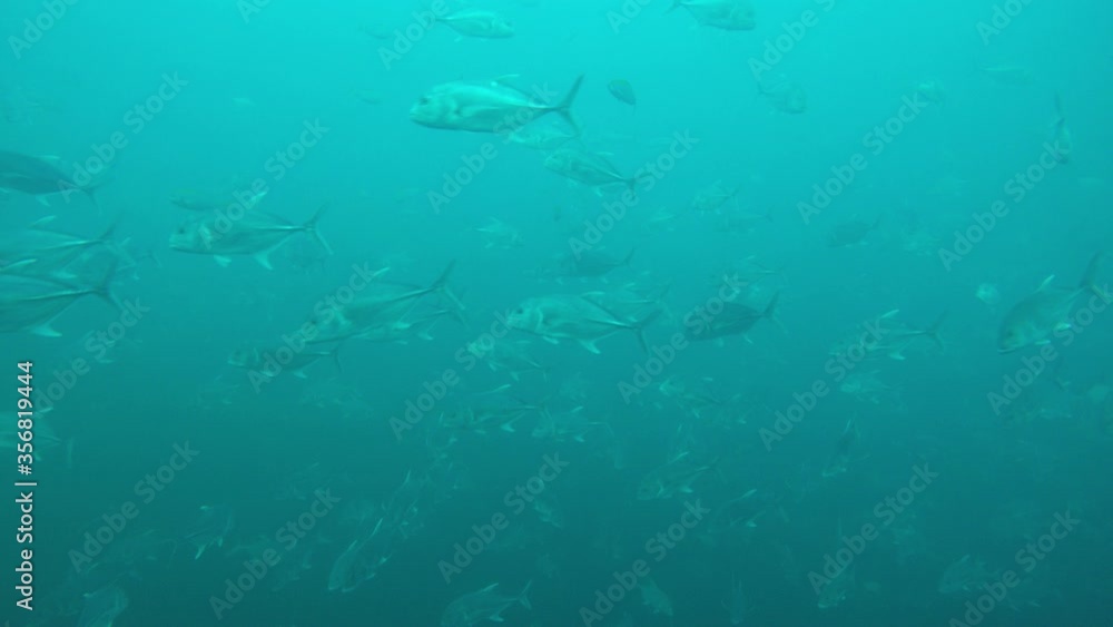 Fish in sea: School Bigeye Trevallies (Jackfish) at Richelieu Rock in Thailand Fish in sea: School Bigeye Trevallies (Jackfish) at Richelieu Rock in Thailand