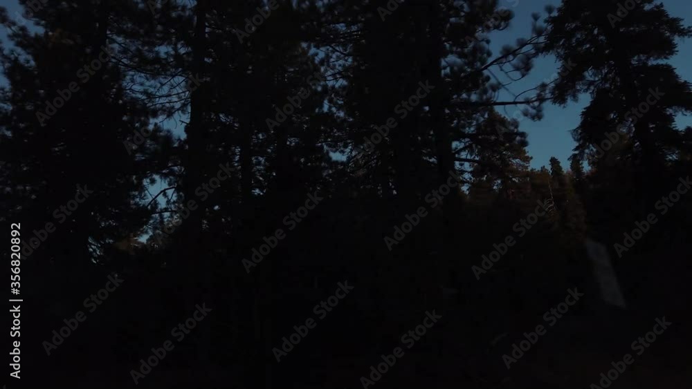Forest filmed from a car, trees silhouetted against a lighter sky on the background Forest filmed from a car, trees silhouetted against a lighter sky on the background
