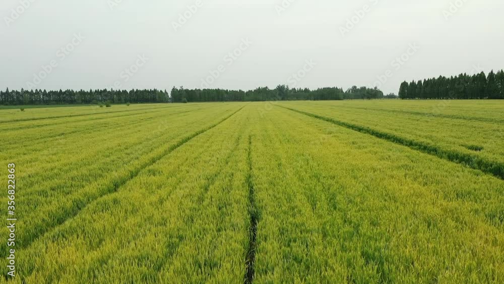 Aerial shot of green wheat fields, farmland. Drone rising Aerial shot of green wheat fields, farmland. Drone rising